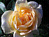 flora214.jpg