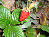flora215.jpg