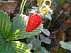 flora216.jpg