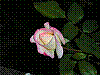 flora217.jpg