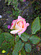flora218.jpg