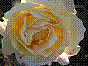 flora219.jpg