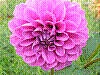 flora22.jpg