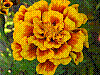 flora220.jpg