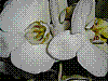flora221.jpg