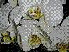 flora222.jpg