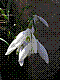 flora223.jpg