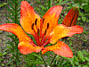 flora224.jpg