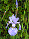 flora226.jpg