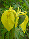 flora227.jpg