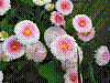 flora228.jpg