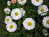 flora229.jpg