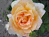 flora23.jpg