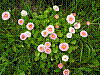 flora230.jpg