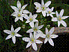 flora231.jpg