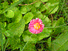 flora232.jpg