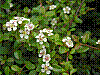 flora233.jpg