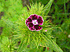 flora234.jpg