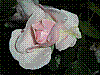 flora235.jpg
