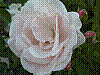 flora236.jpg