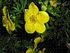 flora237.jpg