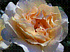 flora238.jpg