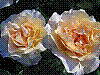 flora239.jpg