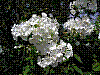 flora24.jpg
