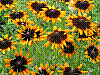 flora240.jpg