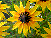 flora241.jpg
