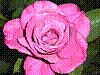 flora242.jpg