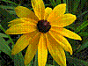 flora243.jpg