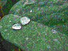 flora244.jpg
