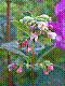 flora245.jpg