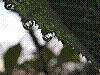 flora246.jpg
