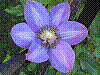 flora248.jpg