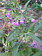 flora249.jpg