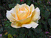 flora25.jpg