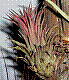 flora250.jpg