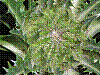 flora251.jpg