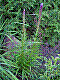 flora253.jpg