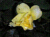 flora254.jpg