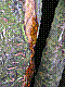 flora255.jpg