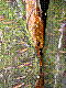 flora256.jpg