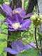 flora257.jpg