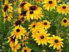 flora26.jpg