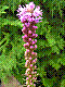flora260.jpg