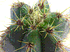 flora262.jpg