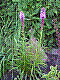flora263.jpg