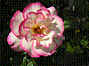 flora264.jpg